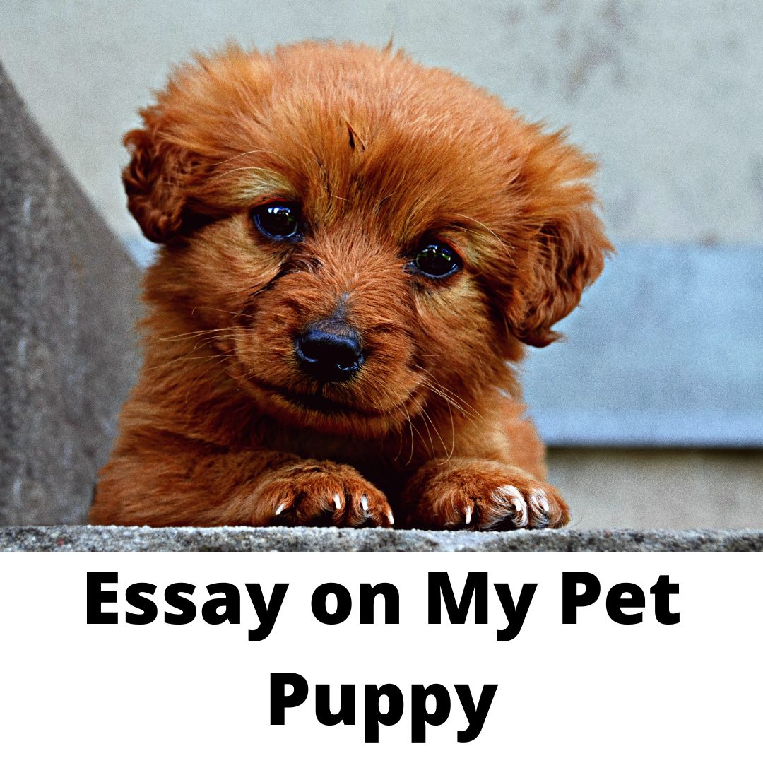 essay on my ideal pet