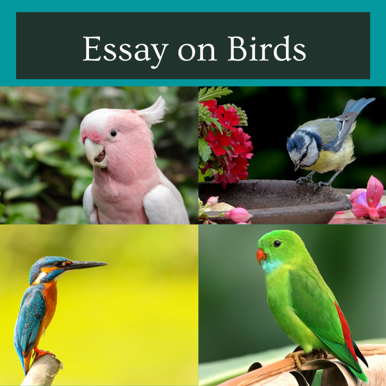 Essay on Birds | Life of Birds | Short Essay & Lines for Students