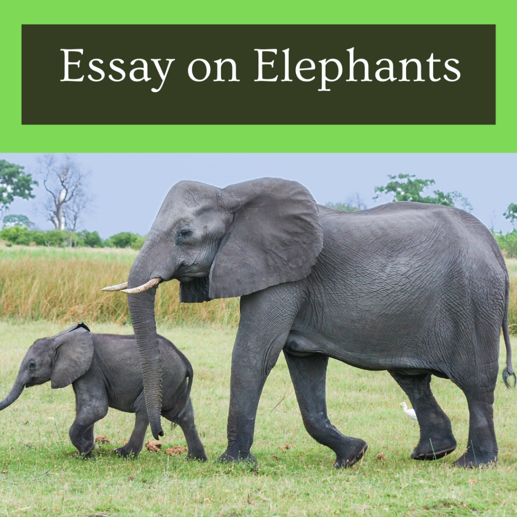 essay on topic of elephant