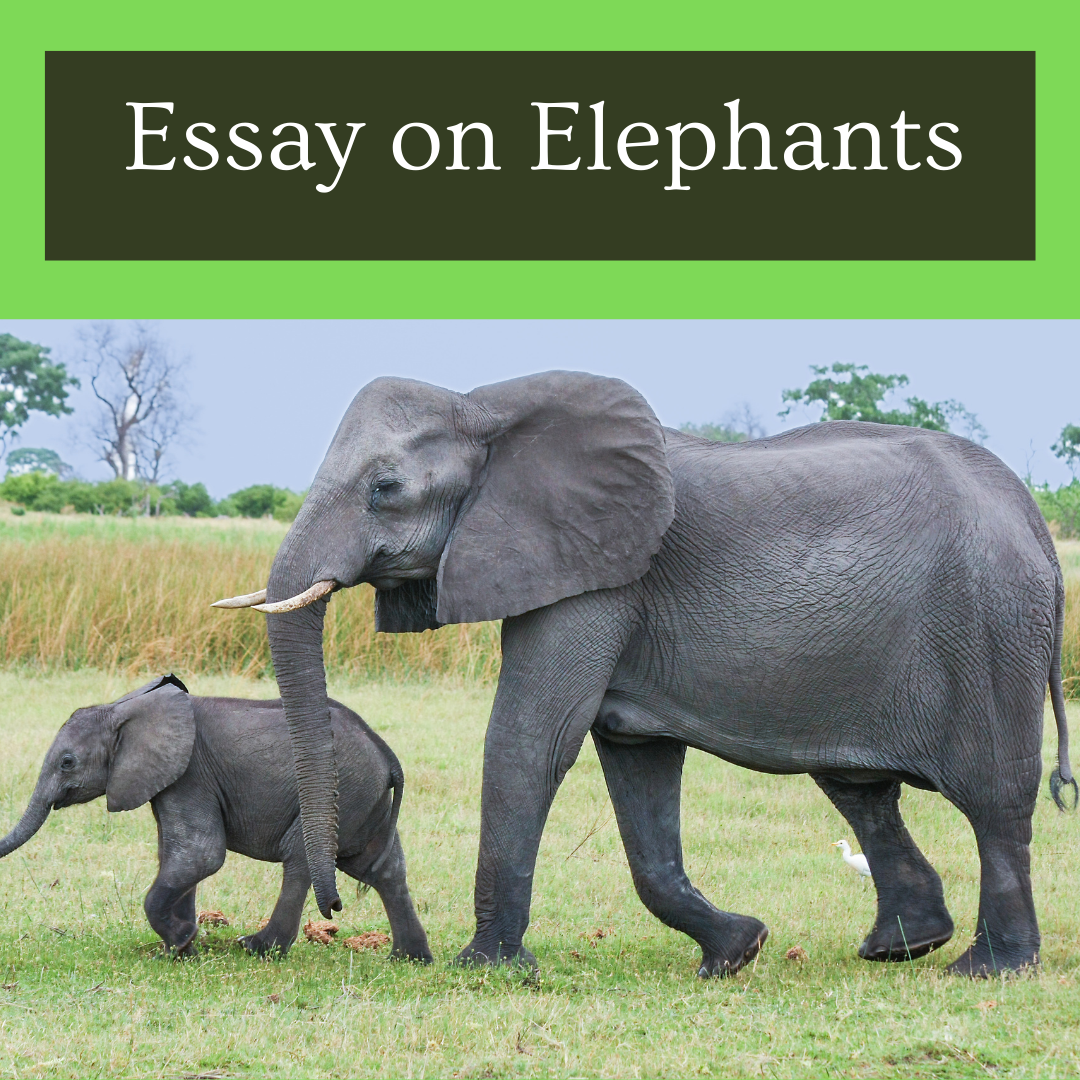 100 words short essay on elephant