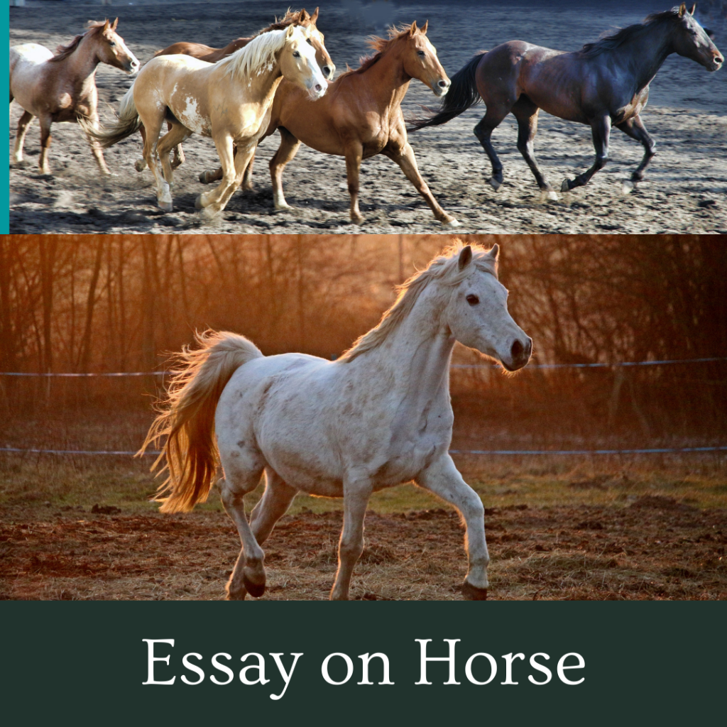 essay on domestic animal horse