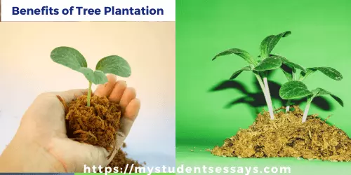 Essay on benefits of planting trees