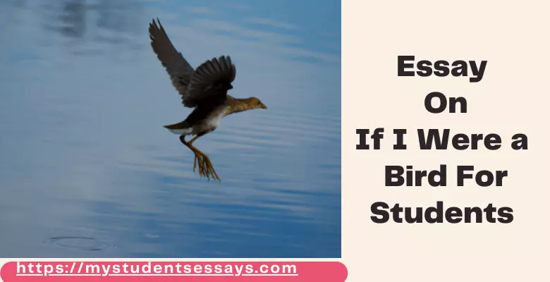 essay on birds for kids