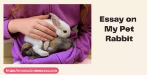 Essay on my pet rabbit