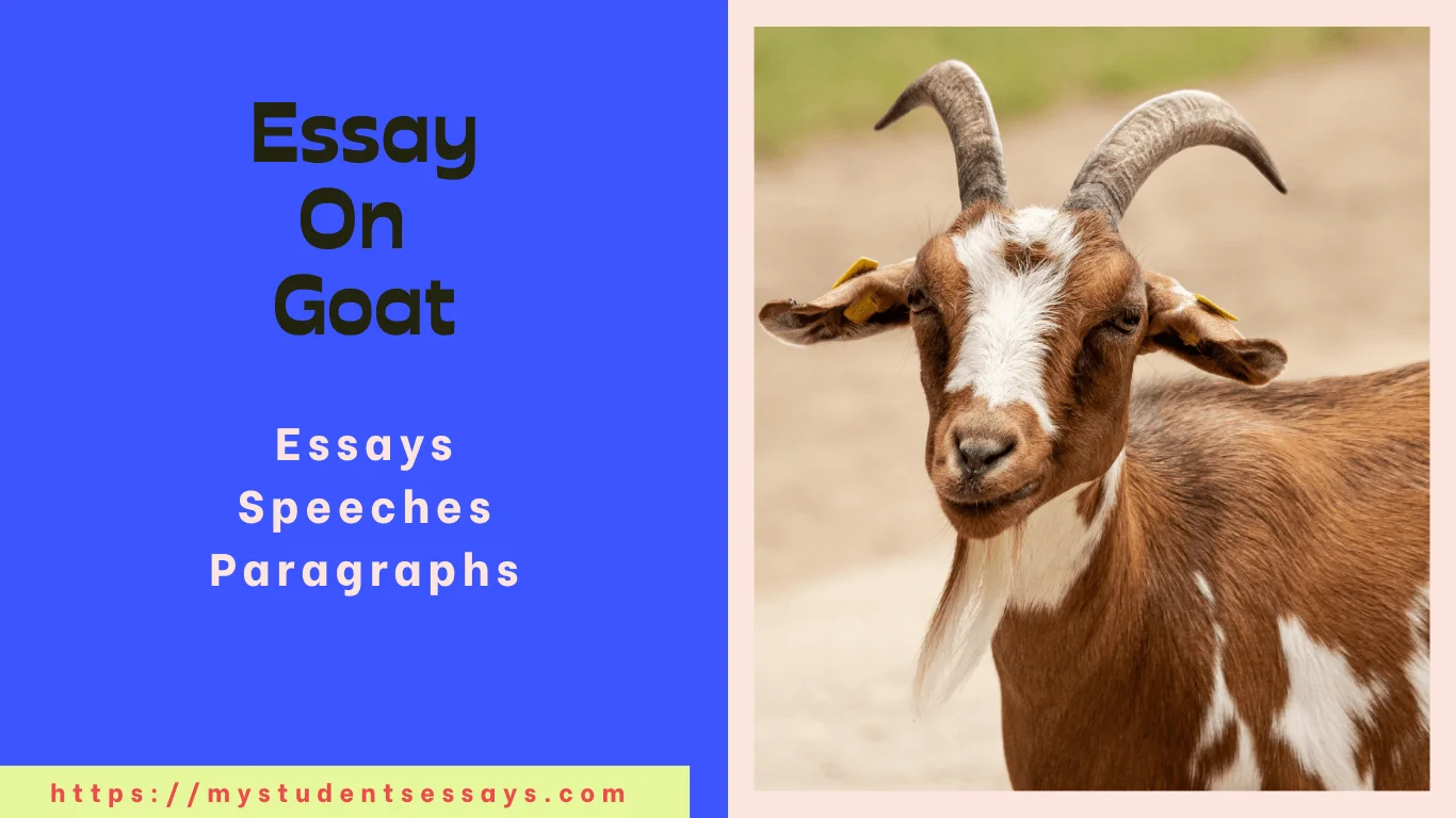 easy essay on goat in english